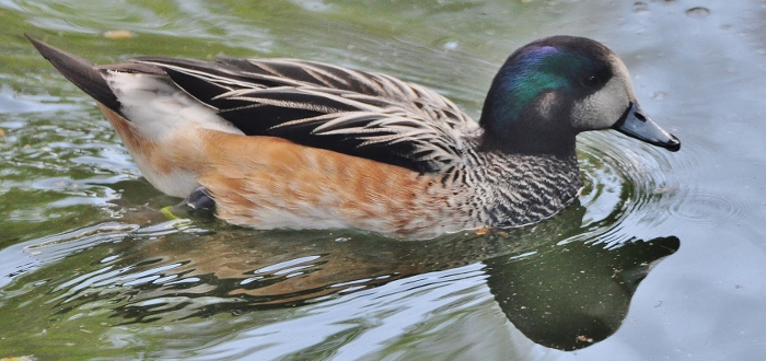 a chiloe wigeon